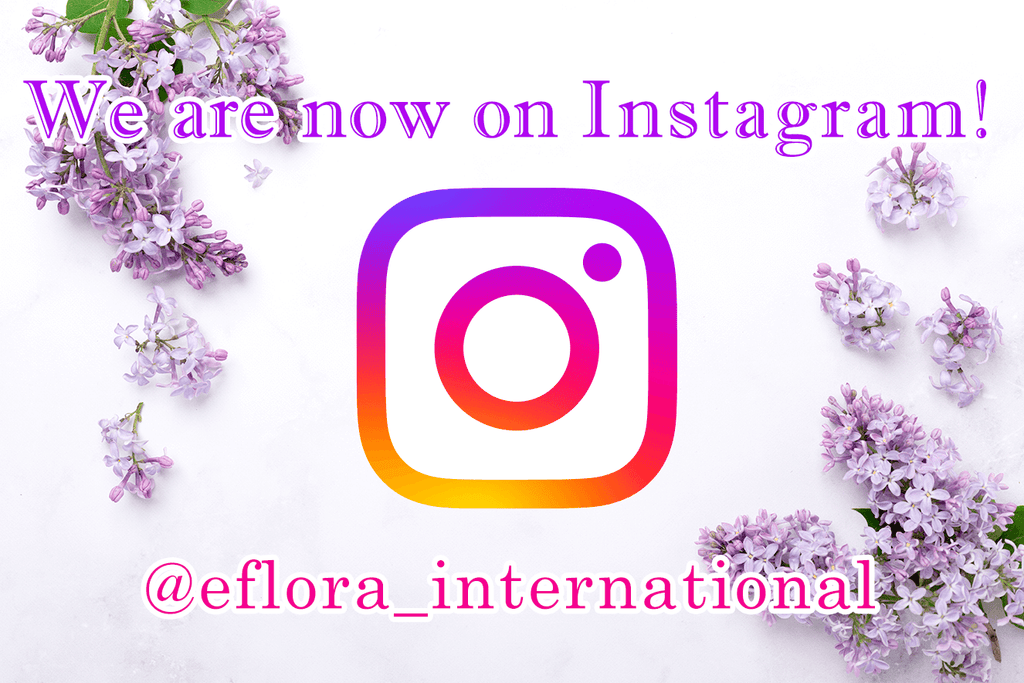 インスタグラム始めました!