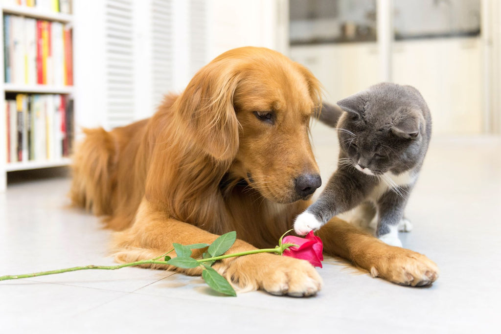 ペットが安心して過ごすために注意すること