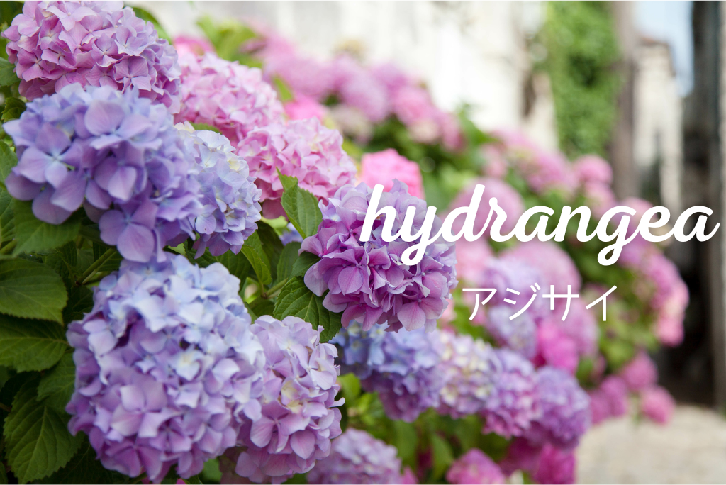 実は日本が原産のお花【アジサイ】