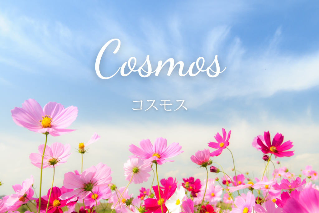 意外と知らない「コスモス」の魅力