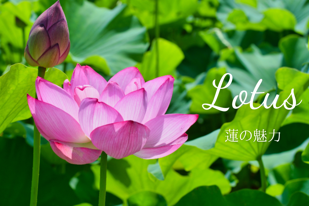 蓮の魅力について