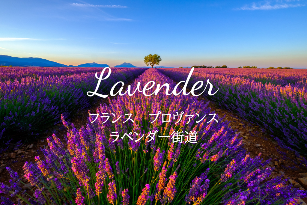 フランスの夏の風物詩「プロヴァンス地方のラベンダー街道」