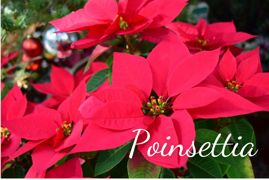 ポインセチアがクリスマスのお花として定着した理由