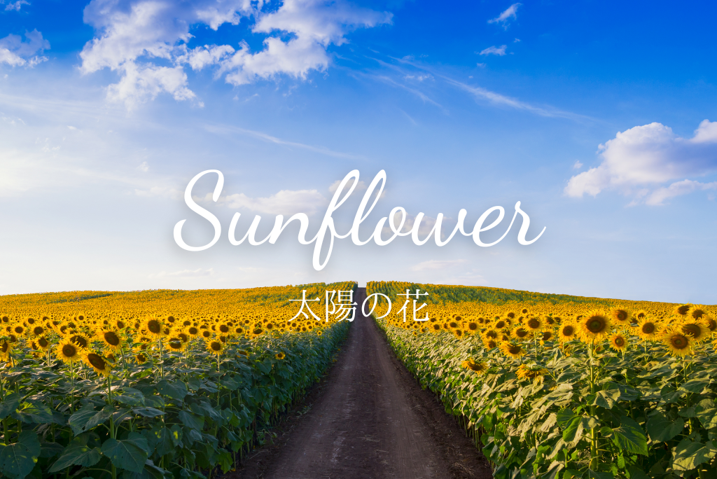 太陽の花「ひまわり」