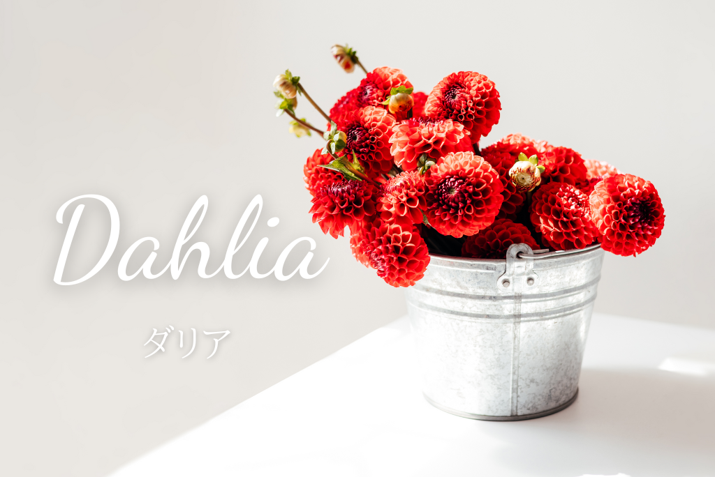 ダリアの魅力について