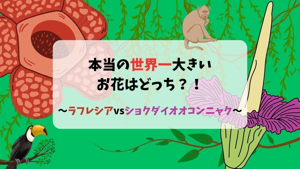 本当の世界一大きいお花はどっち?!